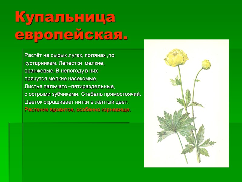 Купальница европейская. Растёт на сырых лугах, полянах ,по  кустарникам. Лепестки  мелкие, оранжевые.